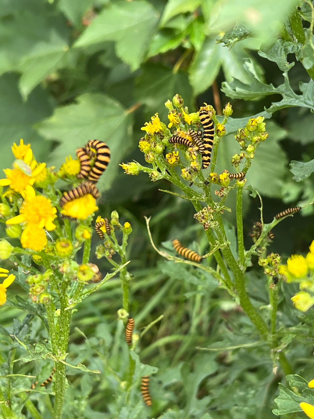 Ragwort & Cinnebar