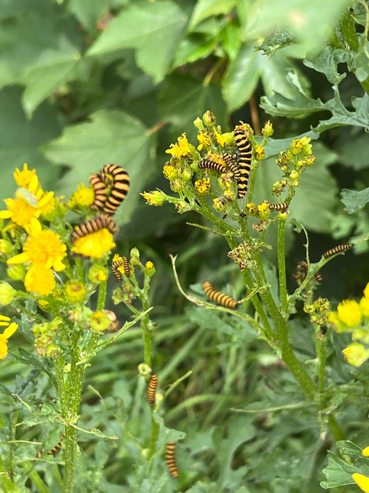 Ragwort & Cinnebar