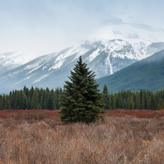 Finding Calm in December's Chaos