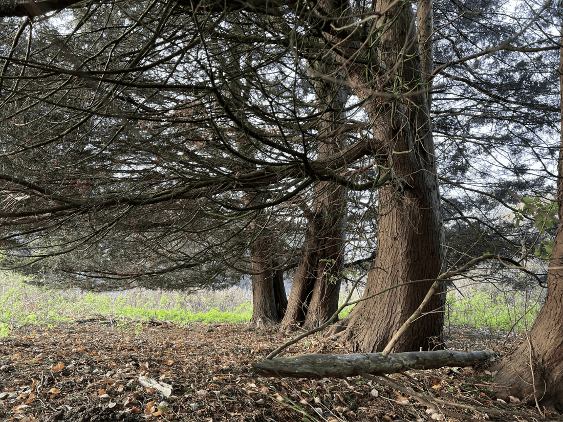 What is Forest Bathing? A Beginner's Guide