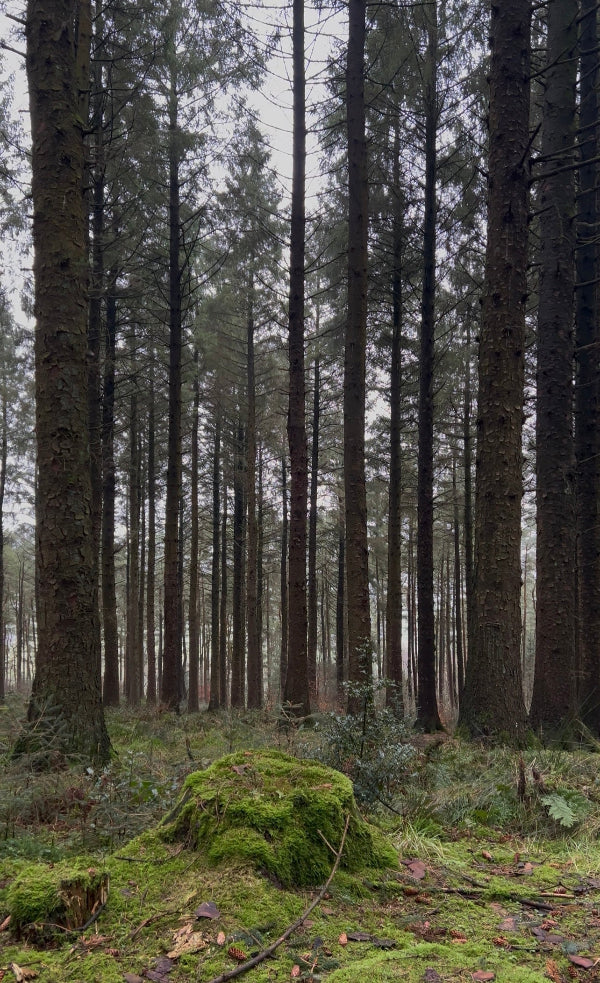 Tall trees in a forest with a ground covered in moss and fallen leaves.