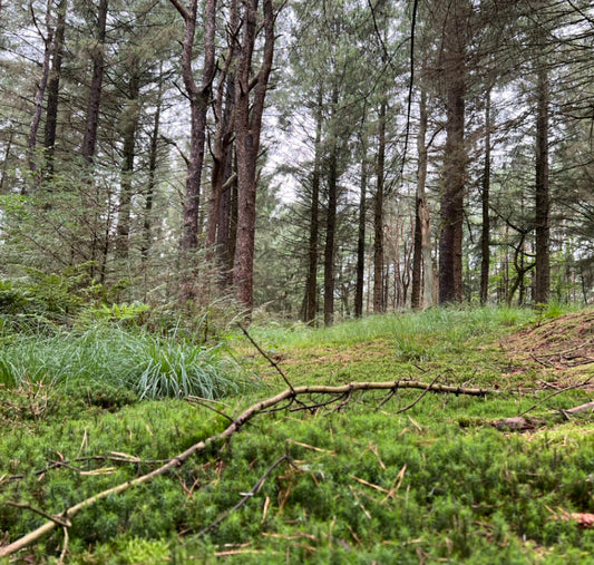 Wild Reset: Autumn Equinox