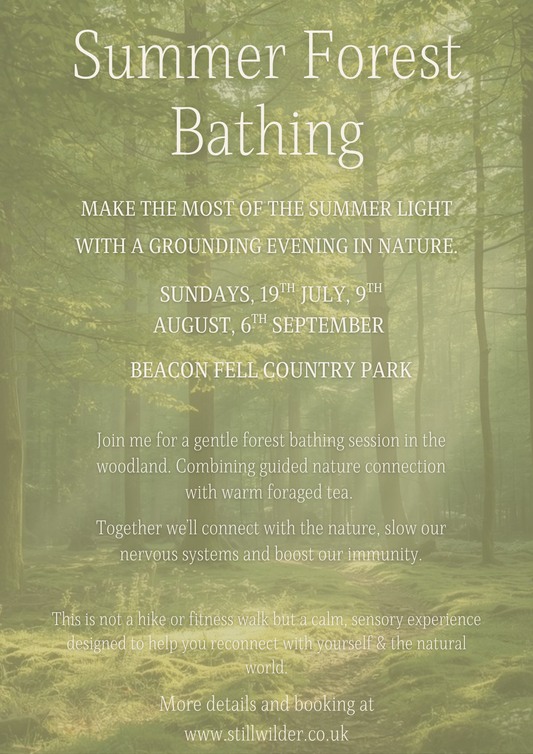 Summer Forest Therapy  - Beacon Fell - Sunday