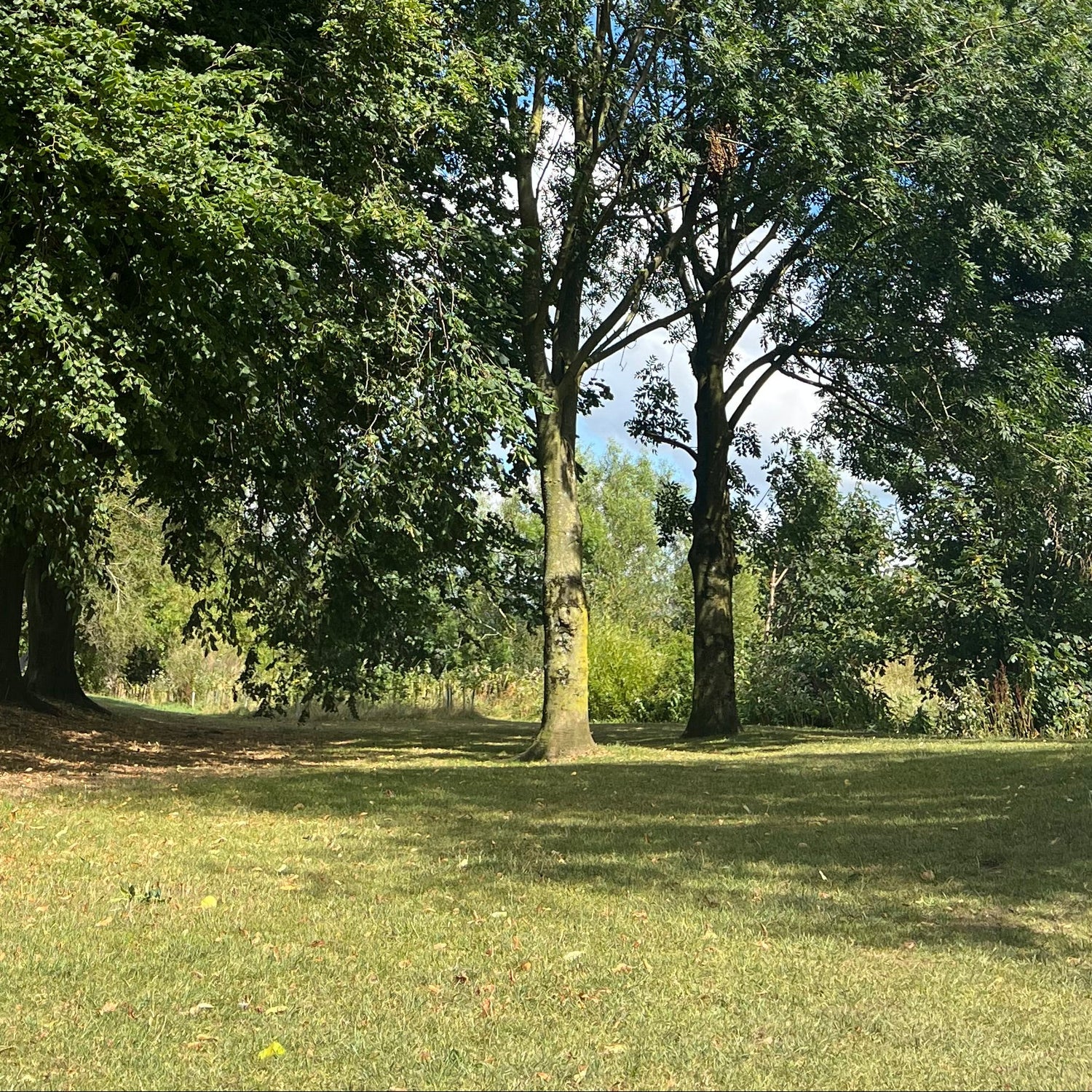 A scenic outdoor view of tall green trees on a grassy lawn under a bright blue sky with light clouds.